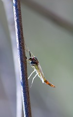 Image showing Mosquito