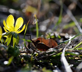 Image showing Winter aconite, Eranthis hyemalis 