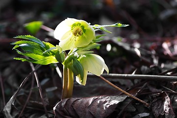 Image showing Christmas rose, Helleborus niger