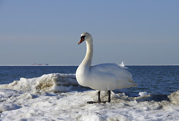 Image showing White swan 