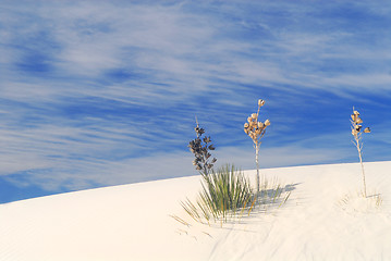 Image showing Cactus growing in the White Sand Dunes National Park