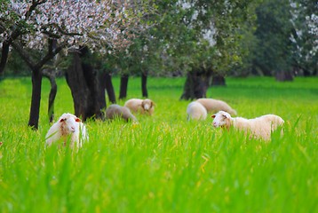 Image showing Sheeps in springtime 2