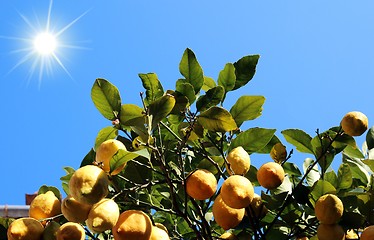 Image showing Lemon tree