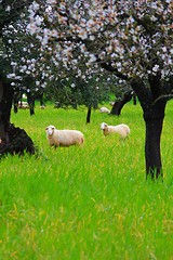 Image showing Sheeps in springtime 2