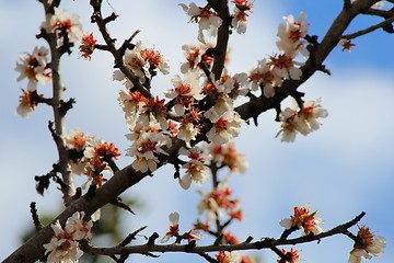 Image showing Almond flowering