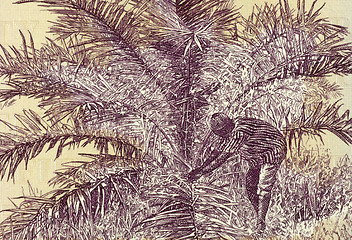 Image showing Palm Nut Harvesting