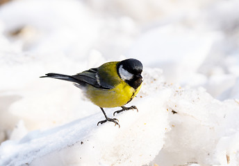 Image showing great tit