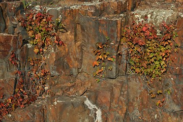 Image showing Colorful Rock and Vines