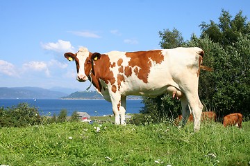 Image showing Cow