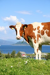 Image showing Cow