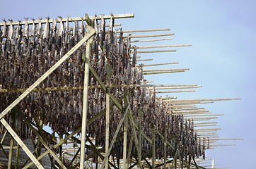 Image showing Drying fish in Lofoten