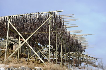 Image showing Drying fish in Lofoten