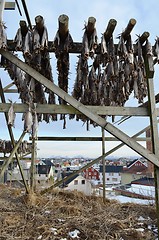 Image showing Drying fish in Lofoten