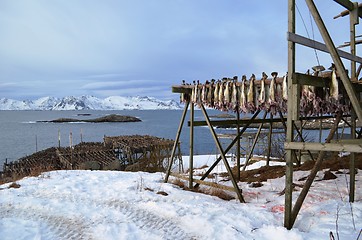 Image showing Drying fish in Lofoten