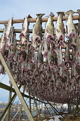 Image showing Drying fish in Lofoten