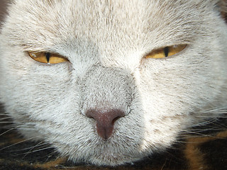 Image showing cat