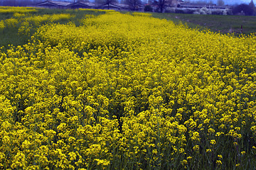 Image showing spring meadow