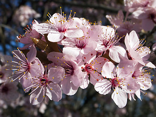 Image showing spring flowers