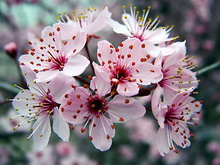 Image showing spring flowers