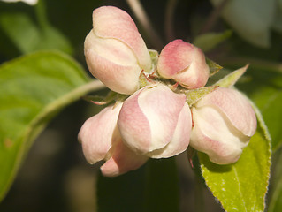 Image showing spring flowers