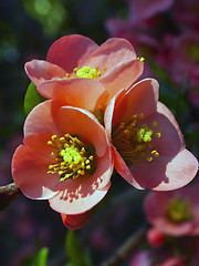 Image showing spring flowers