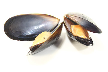 Image showing two Mussels
