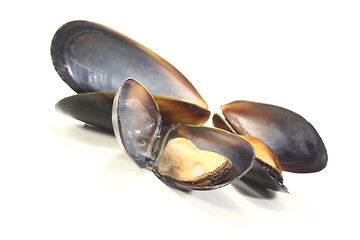 Image showing three fresh Mussels