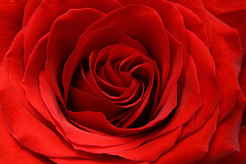 Image showing red rose