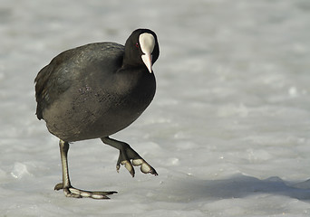 Image showing Common Coot on the ice.