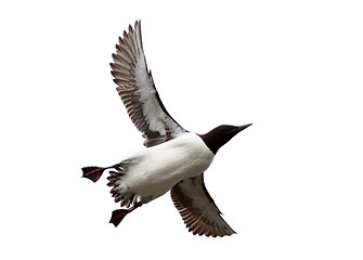 Image showing The Guillemot in flight