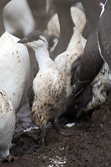 Image showing Gavroche (young guillemot)