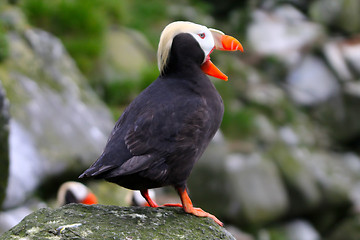 Image showing Tufted Puffin with open bill