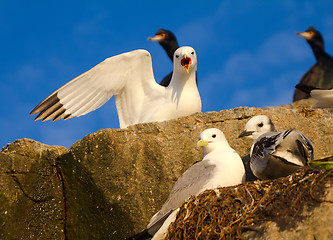 Image showing Family of gulls (kittiwakes)