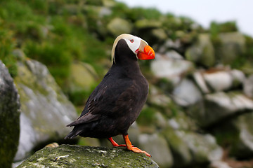 Image showing The Tufted Puffin (side view)