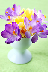 Image showing Beautiful Crocuses for Easter