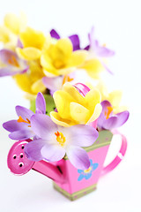 Image showing Spring flowers on white background