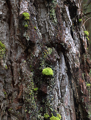 Image showing Bark of a tree