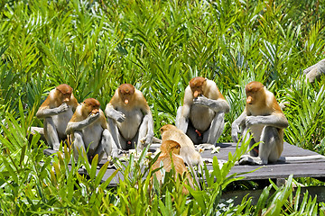 Image showing Proboscis monkey