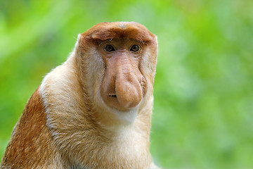 Image showing Proboscis monkey