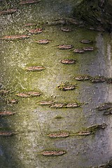 Image showing Bark