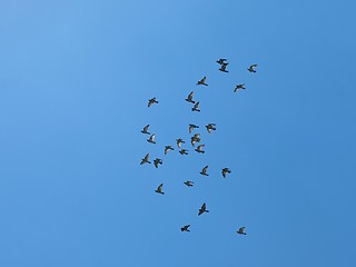 Image showing Birds