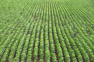 Image showing Agriculture