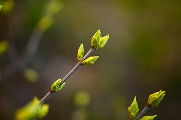 Image showing Buds