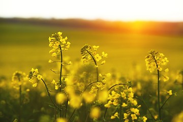 Image showing Rapeseed