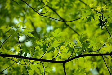 Image showing Leaves