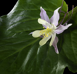 Image showing Aquilegia upon green leaf