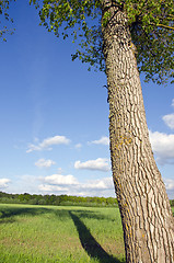 Image showing Old ash tree trunk shadow fall on grassland field 