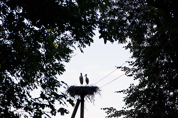 Image showing Couple of storks sit in nest on electric pole 