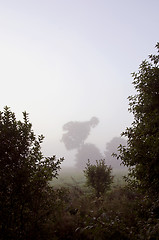 Image showing Background mystical forest site early morning fog 