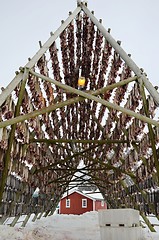 Image showing Drying fish